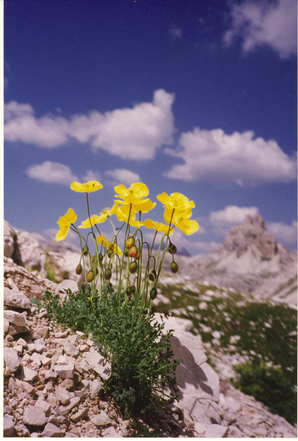 Papaver alpinum  delle Dolomiti